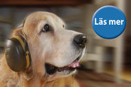 Tv - hund